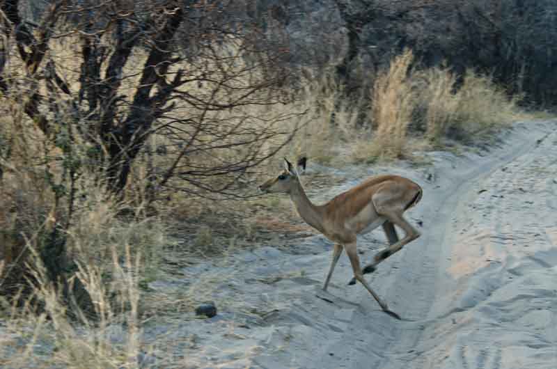 216 - Namibia - antilope Impala saltando - parque nacional de Bwabwata
